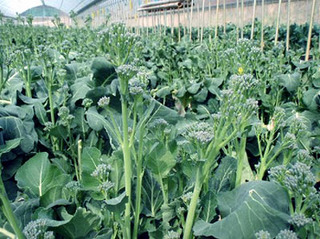 Broccoli.jpg