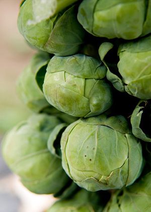 Brussels20sprouts1.jpg