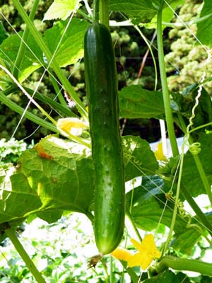 Cucumber (8).jpg