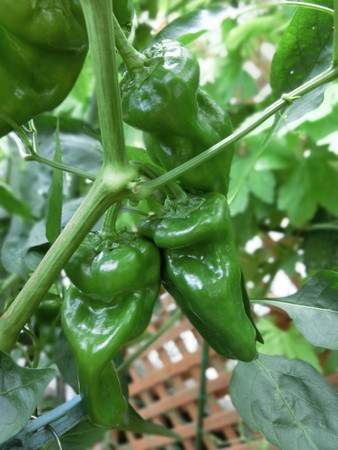 Green pepper005.jpg