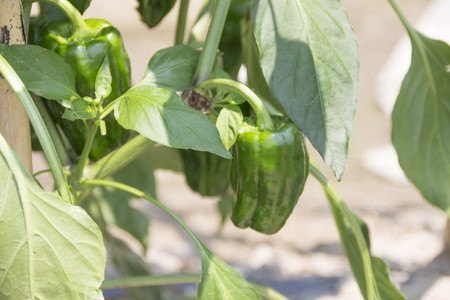 Green pepper006.jpg