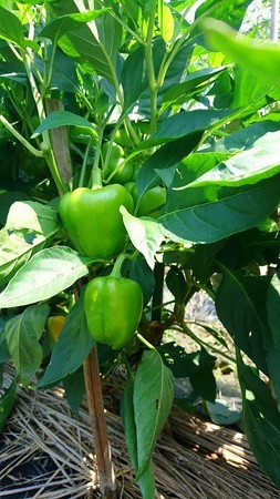 Green pepper008.jpg