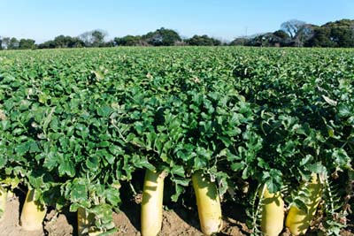 Japanese radish (3).jpg