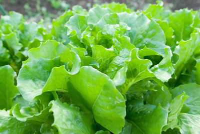 Lettuce.jpg