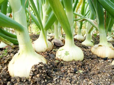 Onion (3).jpg