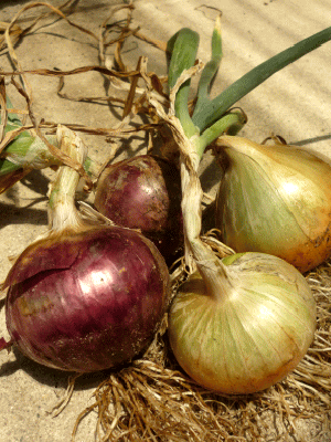 Onion (4).gif