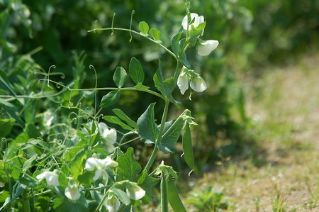 Peas (3).jpg