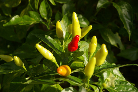 Red pepper (4).jpg