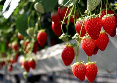 Strawberry.jpg