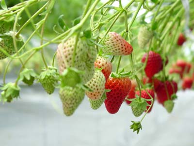Strawberry (1).jpg