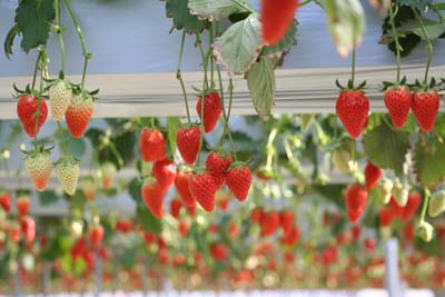Strawberry (9).jpg