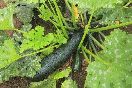 Zucchini03.jpg