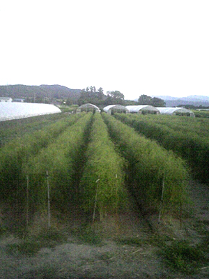 asparagus (12).jpg