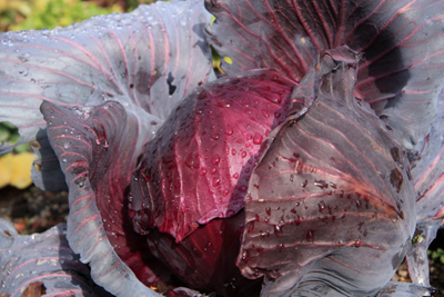 cabbage.jpg