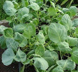 cabbagenae.jpg