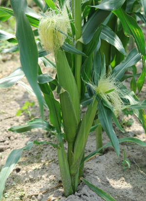 corn (1).jpg