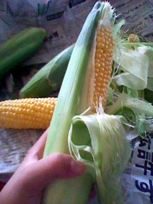 corn (3).jpg