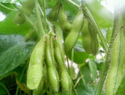 edamame (5).jpg