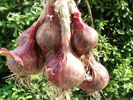 onion1B.jpg