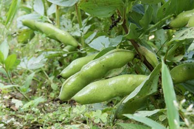 soramame.jpg