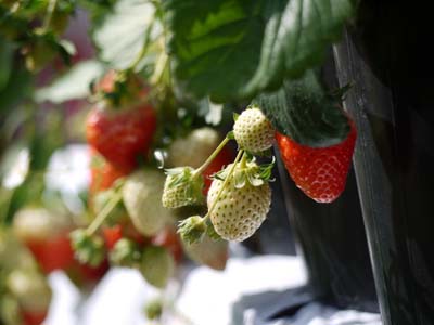 strawberry (1).jpg