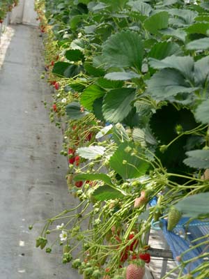 strawberry (2).jpg