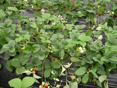 strawberry (3).jpg