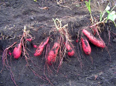 sweetpotato (12).jpg
