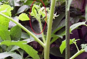 tomato-wakime (2).JPG