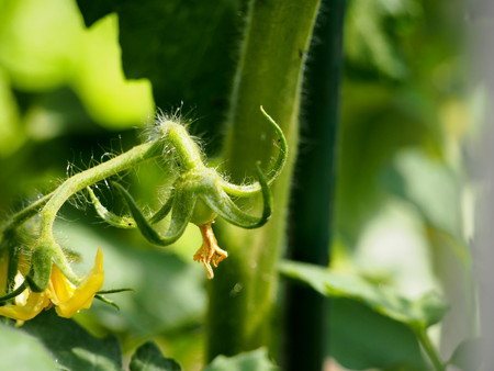 tomato02.jpg