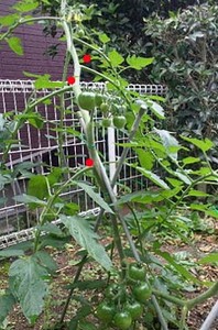 tomato120.jpg