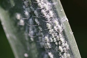 tomato (14).jpg
