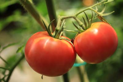 tomato (7).jpg