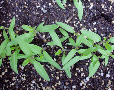 tomato (9).jpg